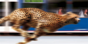 Rostocker Straßenbahn und Zoo mit Supermodel.